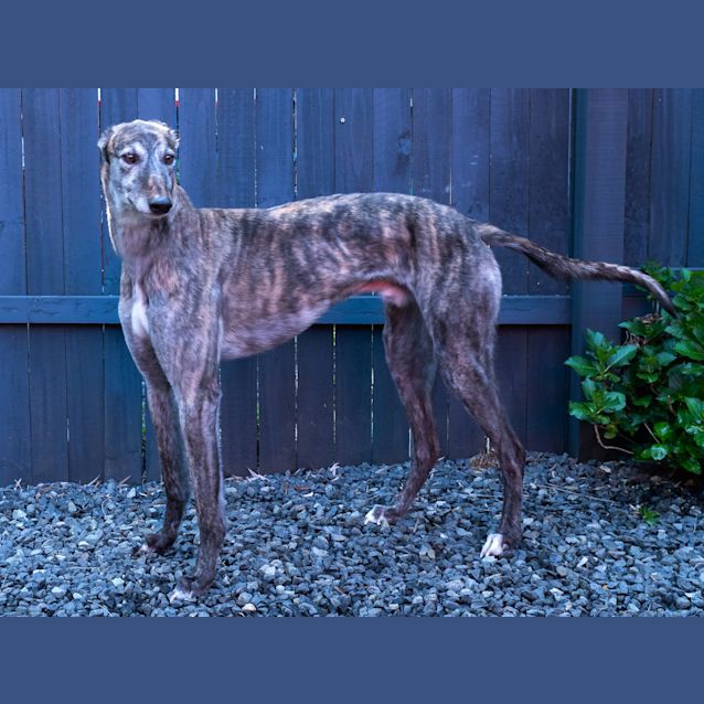 Photo of Stan