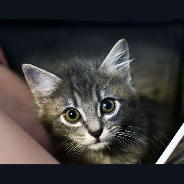 Photo of Sassy