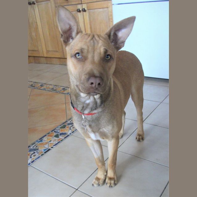 Photo of Toby