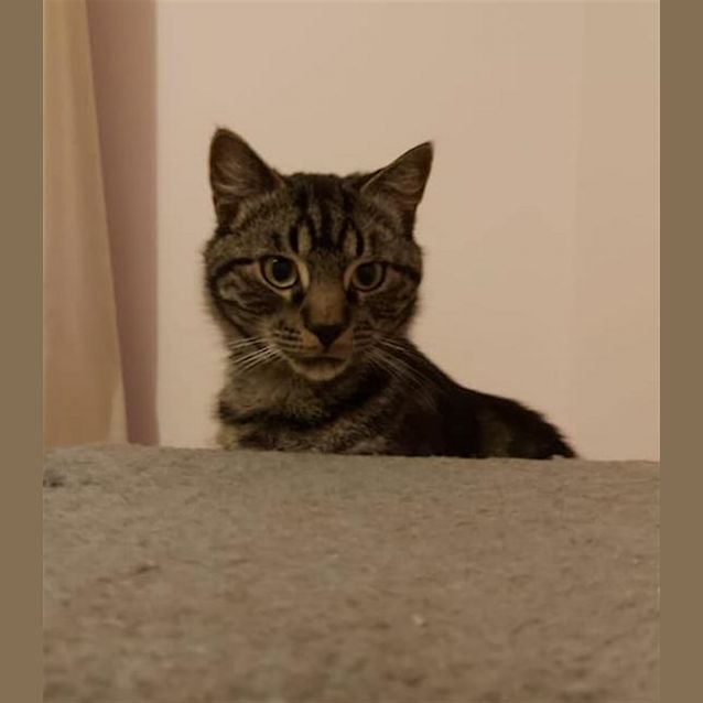 Photo of Gizmo