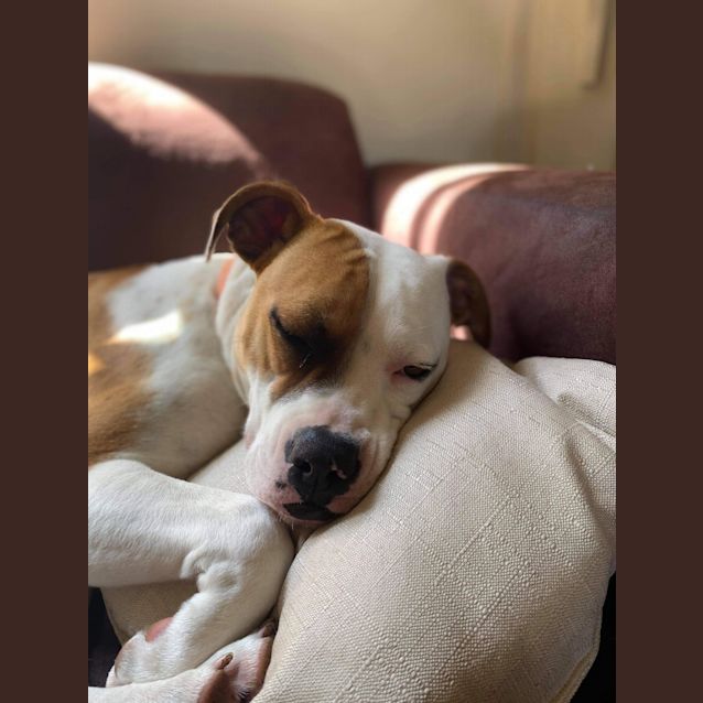 Photo of Winnie ~ 10mo Bulldog X(on Trial 08/11/20)