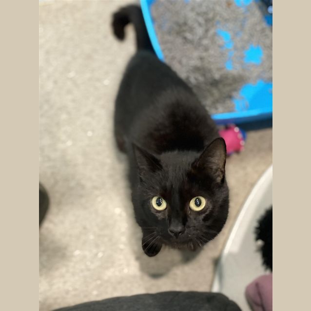 Photo of Opal