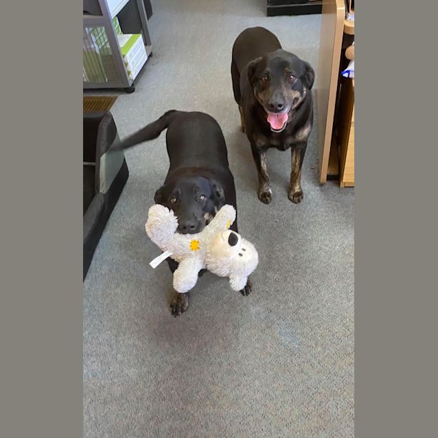 Photo of Max & Pixie