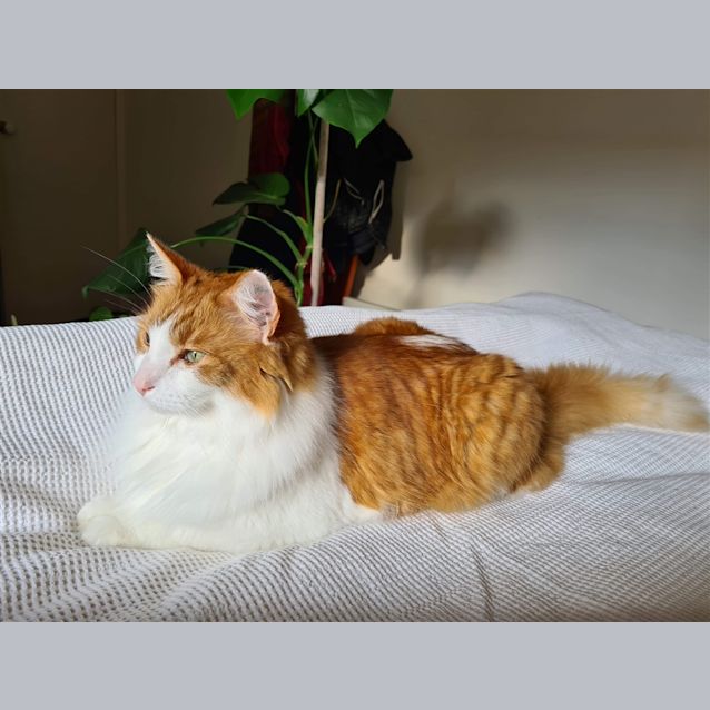 Photo of Aslan