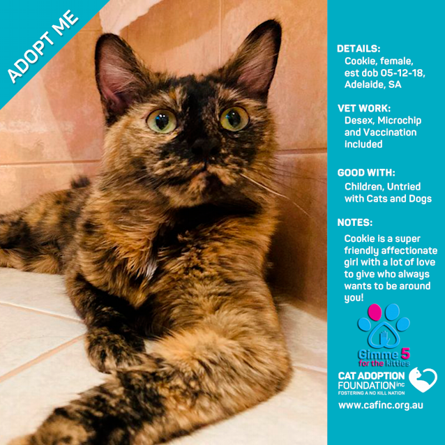 Photo of Cookie