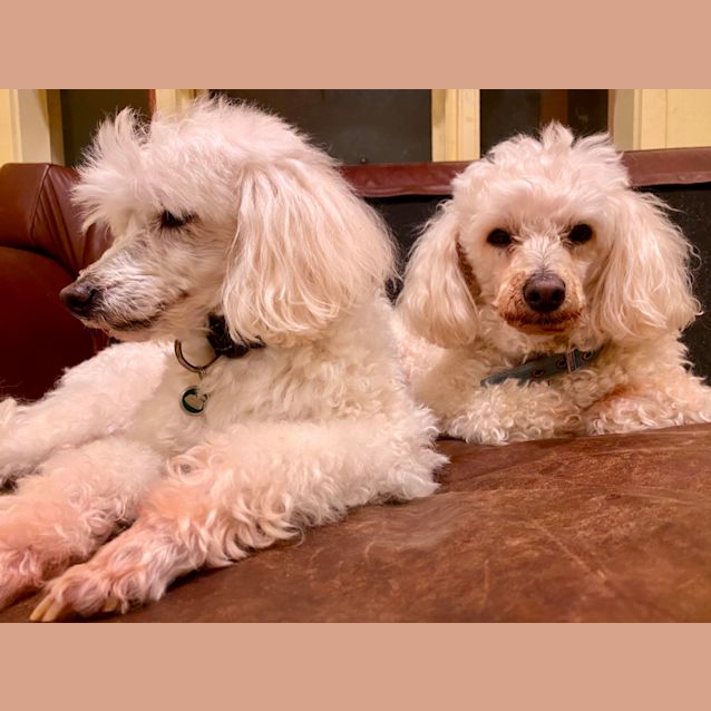Photo of Locky & Scruffy