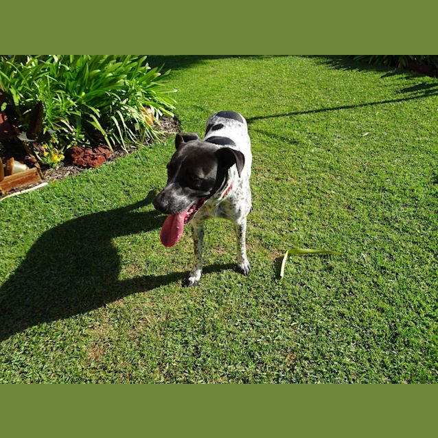 Photo of Kaya Dl2529