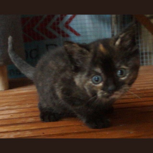 Photo of Sweet Pea