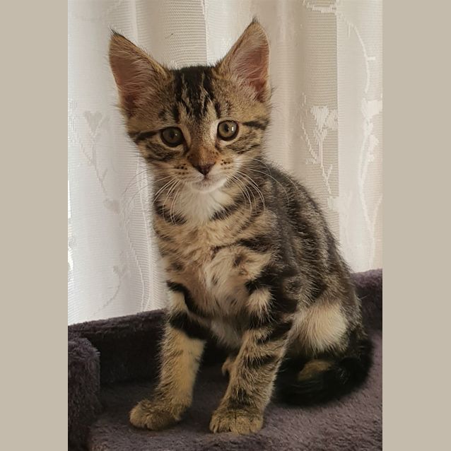 Photo of Sora