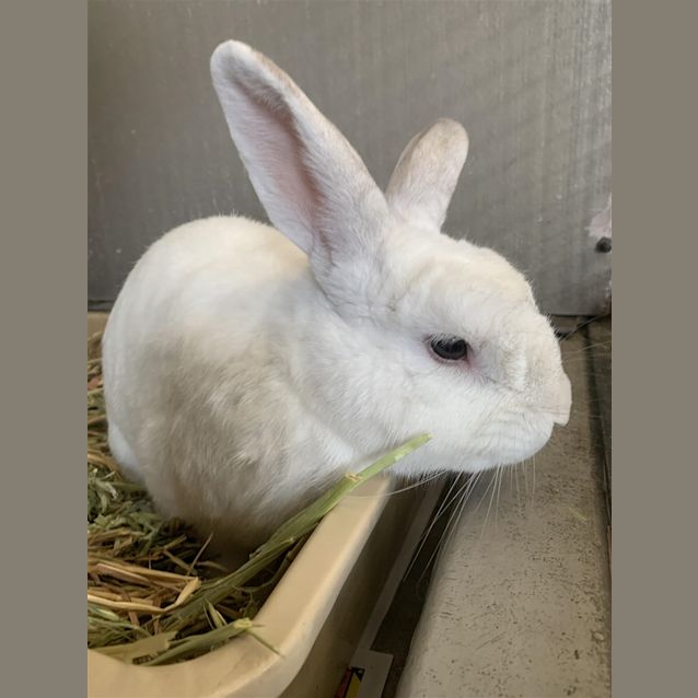 Photo of Bunilla Ice