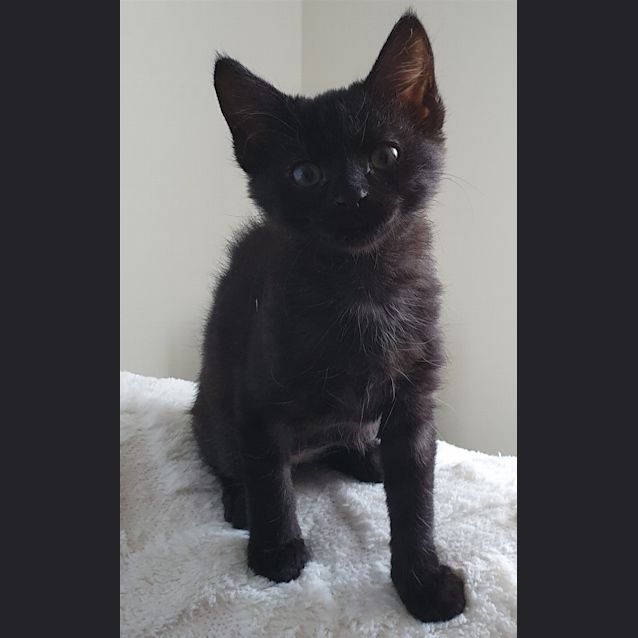 Photo of Luna