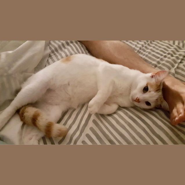 Photo of Mellow ~ 1yr Old Male Cat (On Trial 7/10/20)