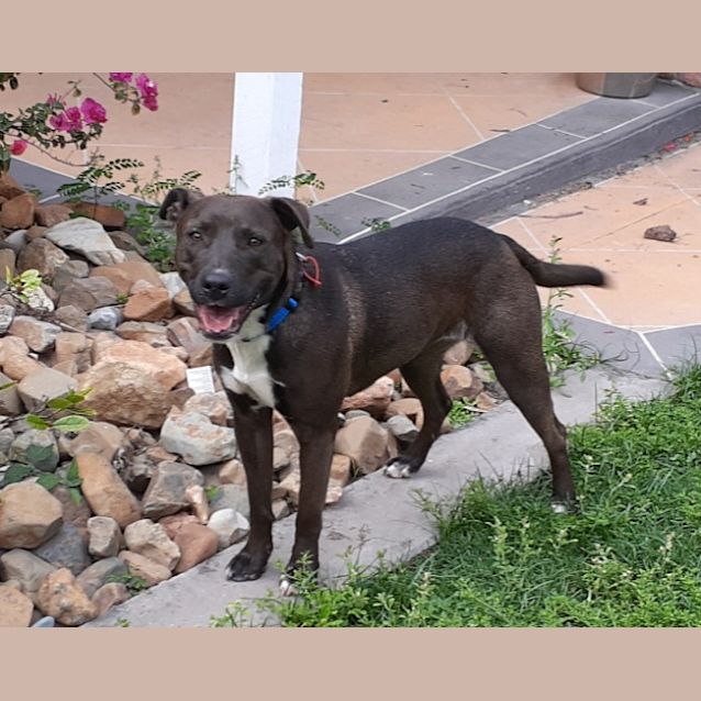 Photo of Taffy