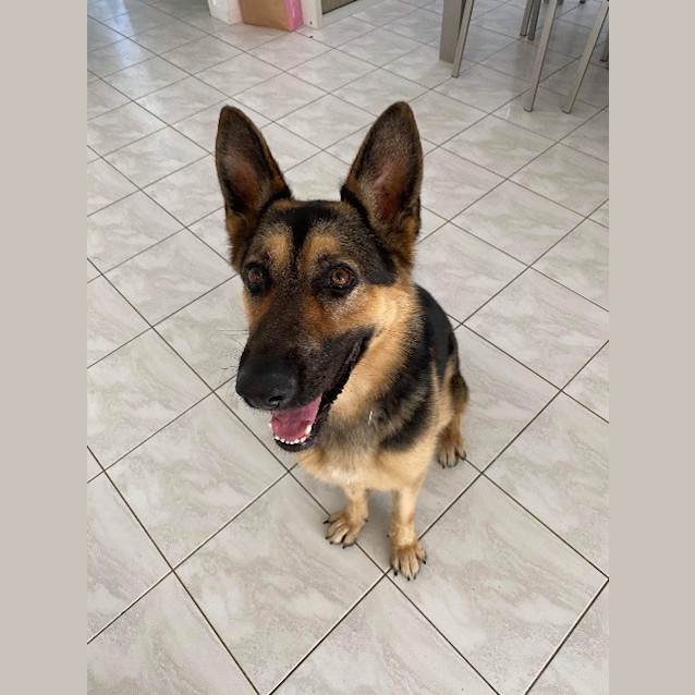 Photo of Scout