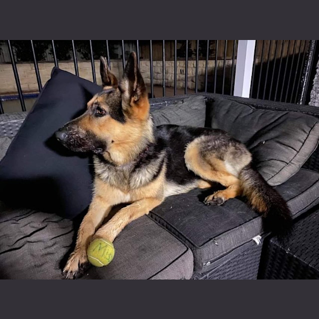 Photo of Scout