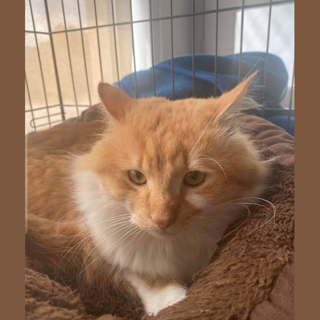Photo of Simba