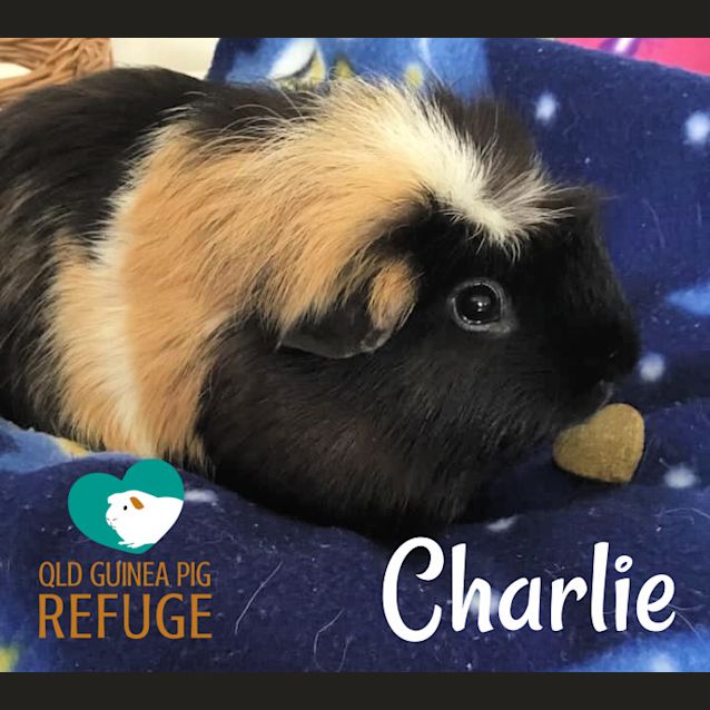 Photo of Charlie