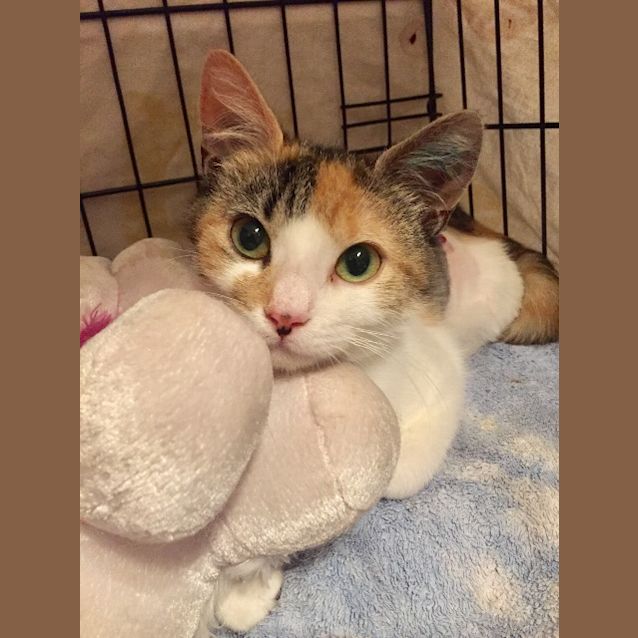 Photo of Bellatrix