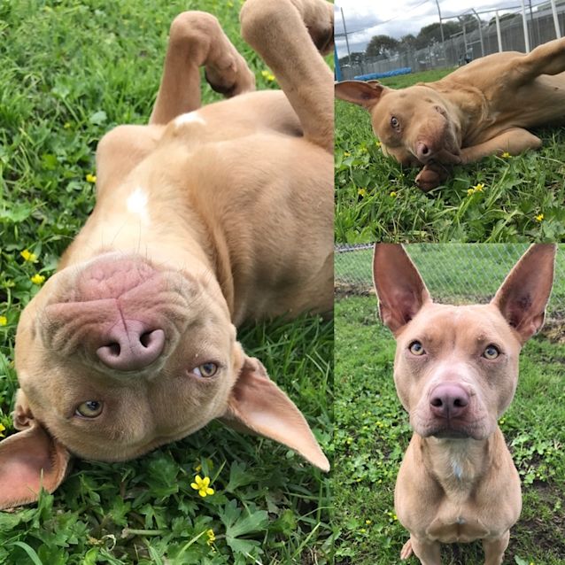 Photo of Roo