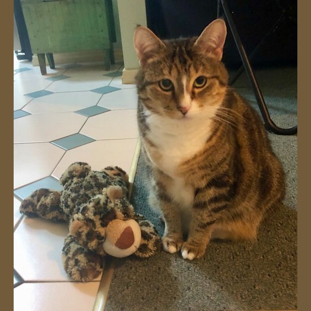 Photo of Frankie Bobtail