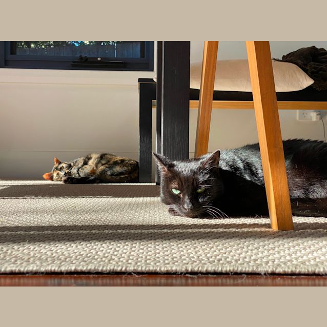 Photo of Eva And Jett