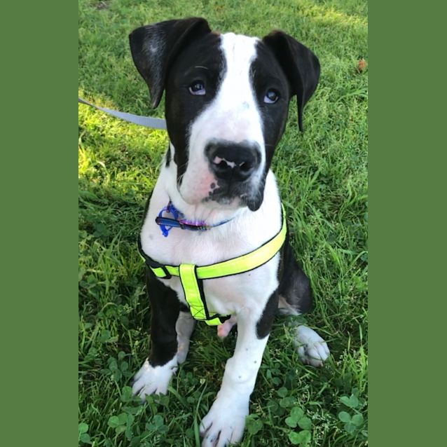 Photo of Crusader~ Wolfhound X Bull Arab~ On Trial 19/10/20