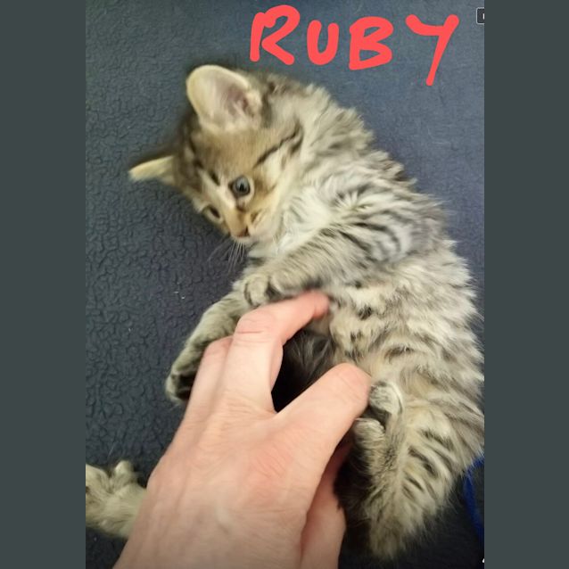 Photo of Ruby 
