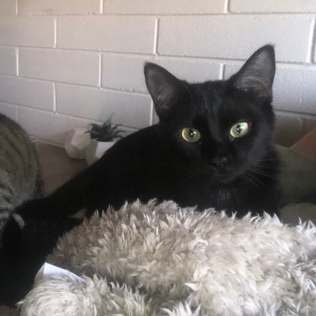 Photo of Pixie