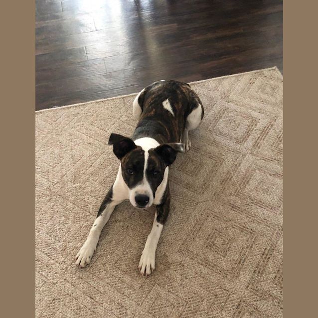 Photo of Jasper ~ 9 Mo Cattle X (On Trial 11/10/20)