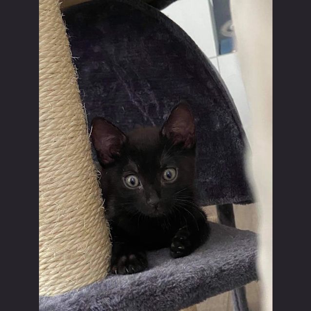 Photo of Gizmo 