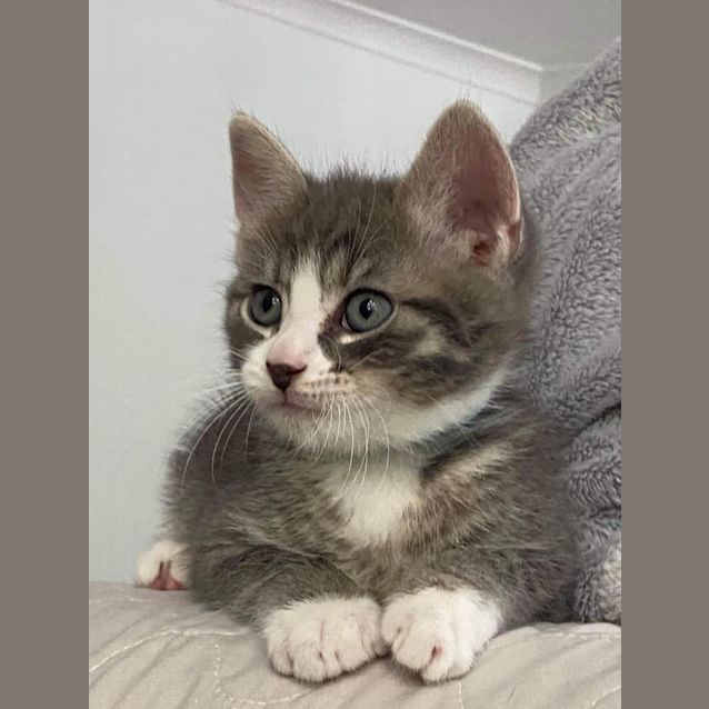 Photo of Bandit 