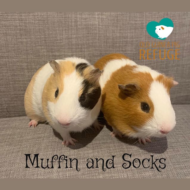 Photo of Muffin And Socks (Unsuitable For Kids Under 12)