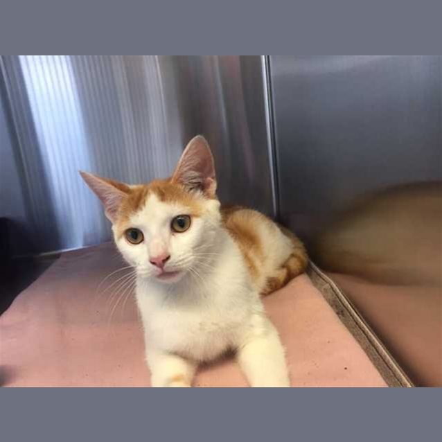 Photo of Patches