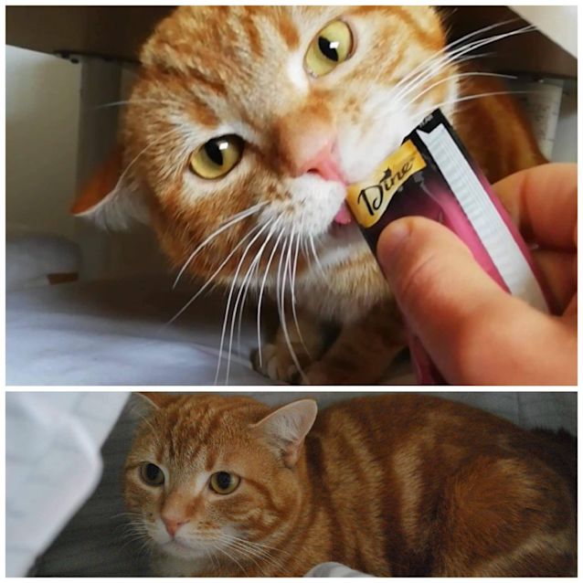 Photo of 🐾💖🐾Tommy🐾💖🐾