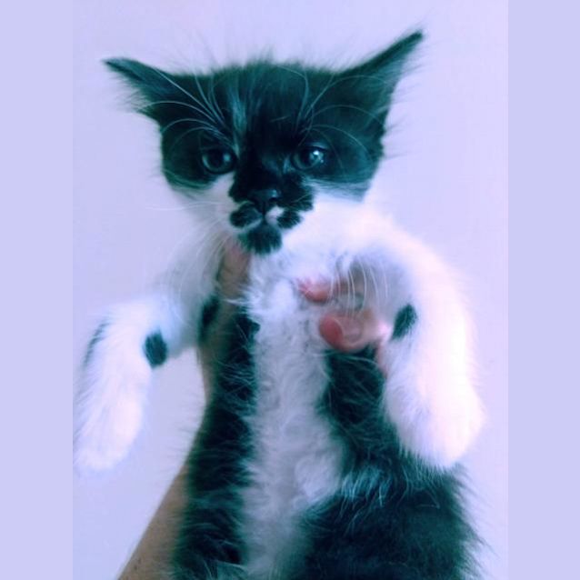 Photo of Chaser
