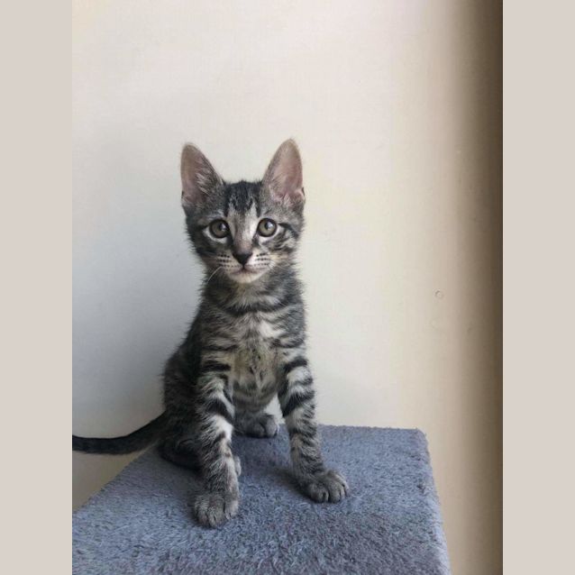 Photo of Cookie 🍪