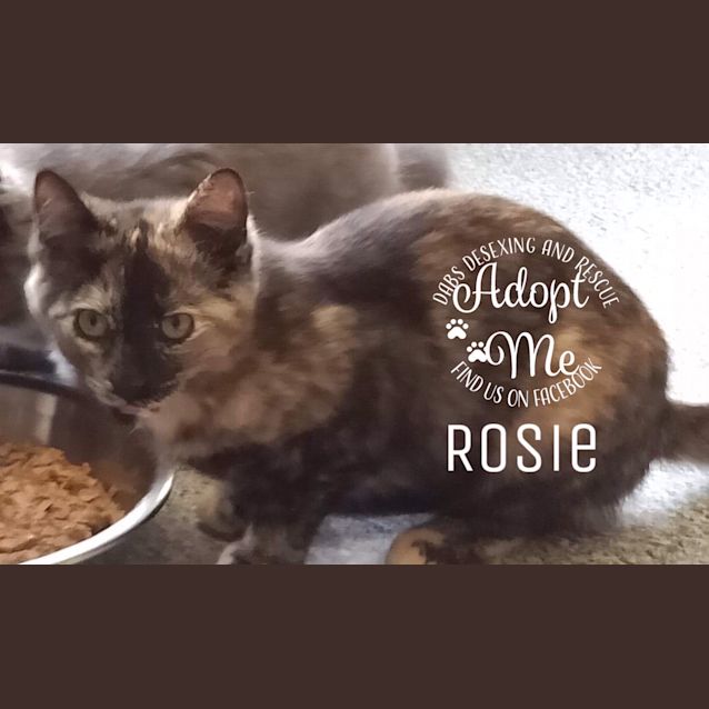 Photo of Rosie