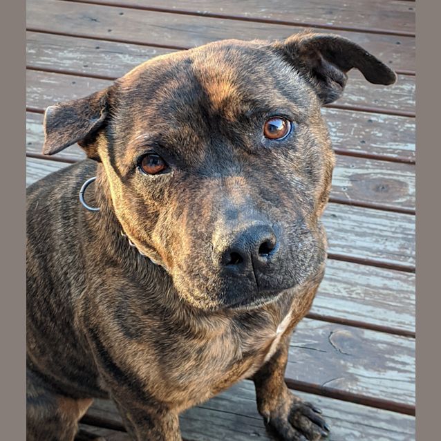 Photo of Mia~6yr Old English Staffy(on Trial 24/10/2020)