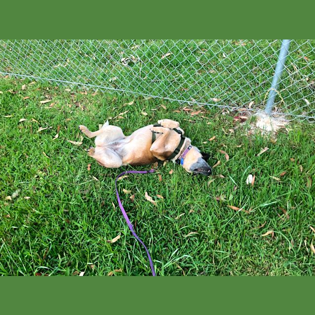 Photo of Skye ~ 1.5yr Cattle Dog X(hold Trial Pend 11/11/20)