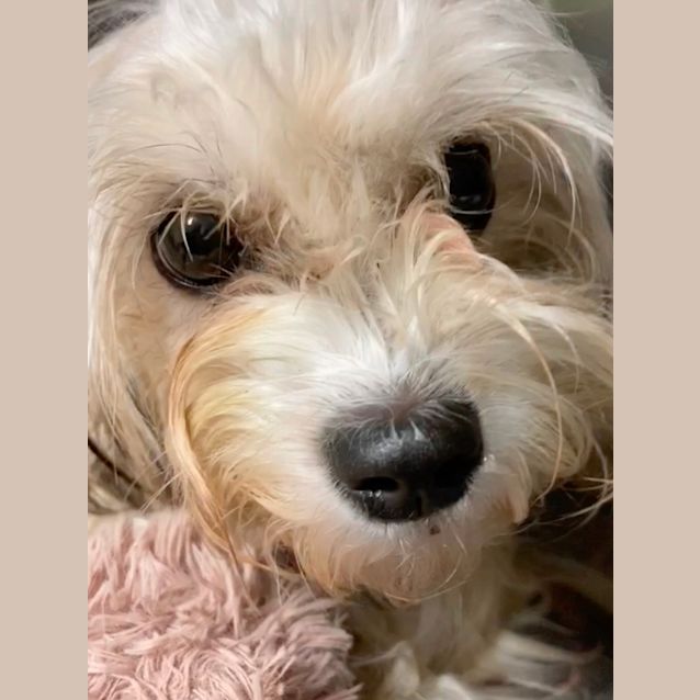 Photo of Rosie