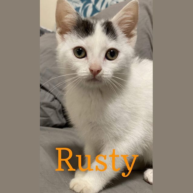 Photo of Rusty