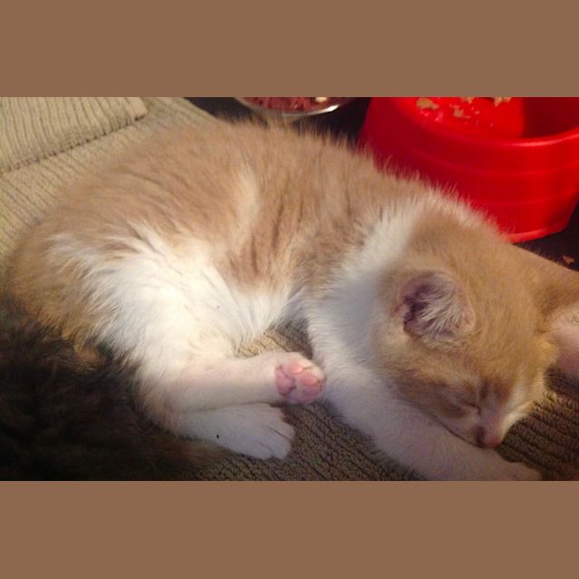 Photo of Lil T Jay 