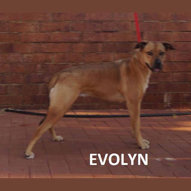 Photo of Evolyn