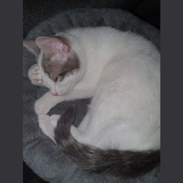 Photo of Stormy 