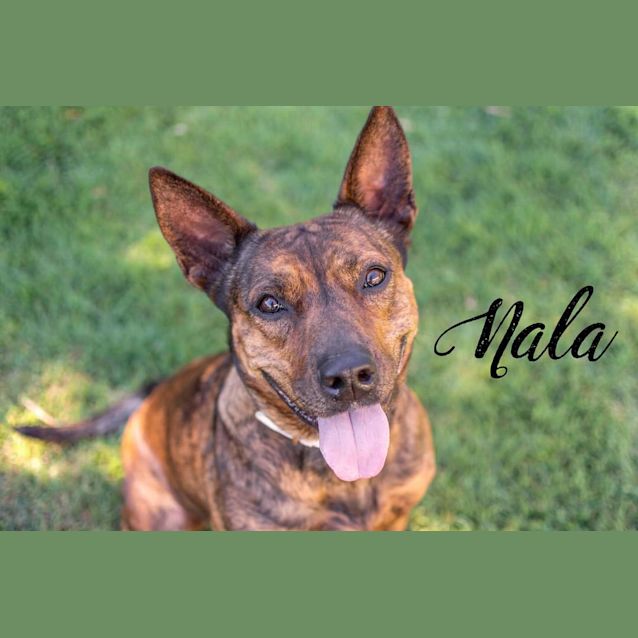 Photo of Nala