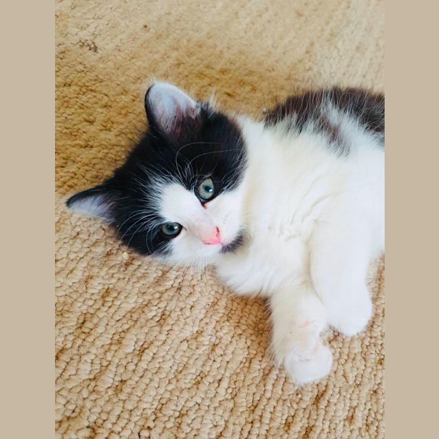 Photo of Teddy 🧸️