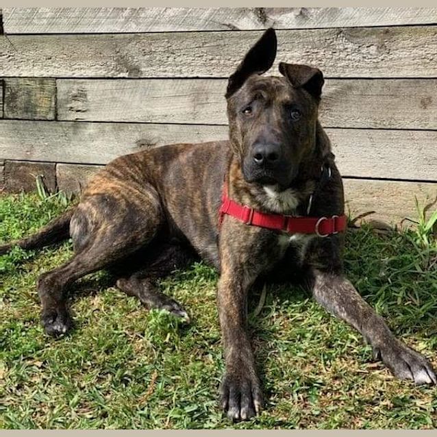 Photo of Blade