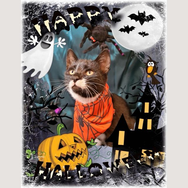 Photo of Morticia