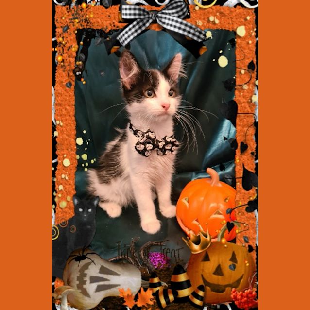 Photo of Salem