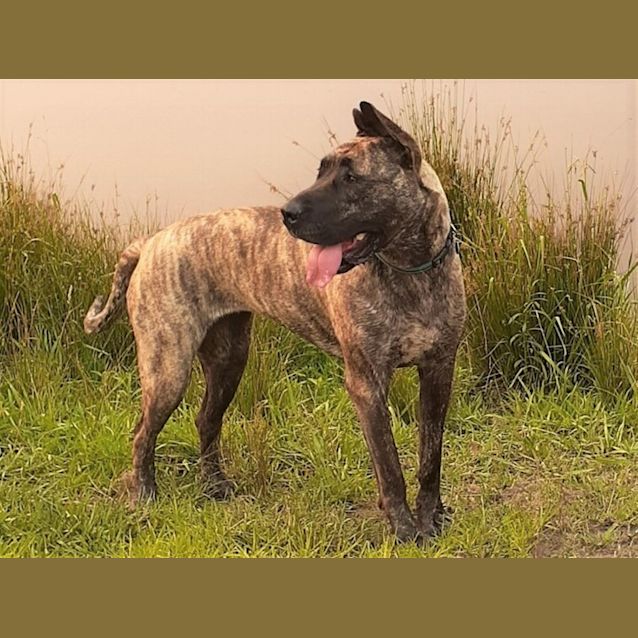 Photo of Shiloh
